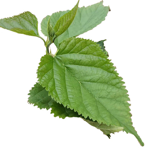 【现摘现发】食用新鲜桑叶芽菜嫩桑叶上汤桑芽菜可做桑叶茶 500克