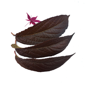 野生杜仲树苗中药材苗木绿化杜仲苗南北方种植庭院盆栽地栽包邮