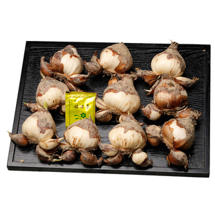 一级正宗漳州水仙花种球套餐室内水培球根花卉种子陈根松冬季种植