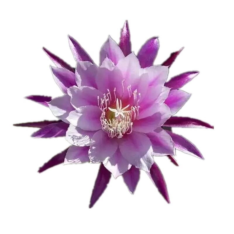 花卉盆栽仙人掌嫁接令箭荷花进口