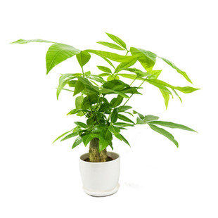 发财树盆栽室内客厅桌面小盆景大发财树苗小绿树吸甲醛植物发财树