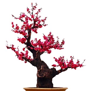矮杆原生梅花盆栽红梅树苗带花苞发货当年开花老树桩盆景一物一拍