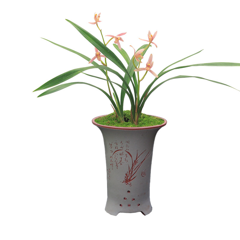 建兰盆栽夏季好养花卉