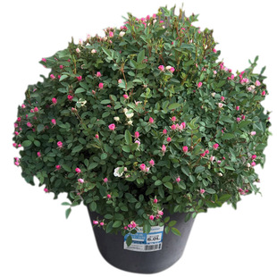 超微月季 金平糖 多头多花 迷你型月季 阳台盆载多季开花