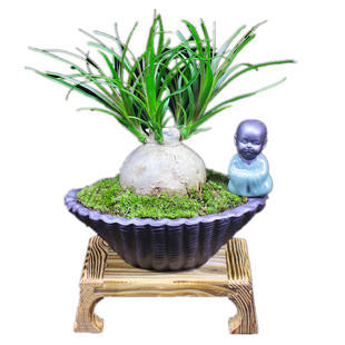 酒瓶兰盆栽办公室内植物四季常青客厅好养盆景净化空气桌面小绿植