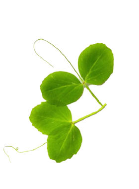蝴蝶芽 豌豆头 豌豆尖 嫩芽 龙须菜 精选豌豆尖酒店用 30个/盒
