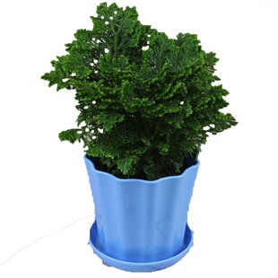 卷柏,小盆栽,不死草,石柏,岩柏,九死还魂草,蕨类植物万年松