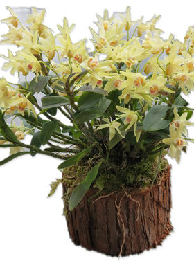 铁皮石斛苗带木桩种花期4-6月份