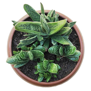 子宝多肉植物锦群生大颗室内阳台办公室肉肉组合盆栽趣味美观