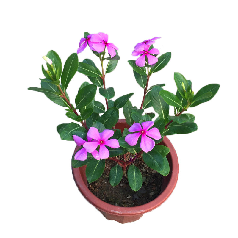 长春花苗 日日春 五瓣梅盆栽 耐热耐旱花期长 开花多五叶梅花苗