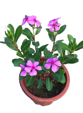 长春花盆栽耐热植物五叶梅花苗
