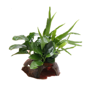椰壳水榕定植水草组合套餐 活体真水草观赏鱼窝躲避水草鱼缸造景