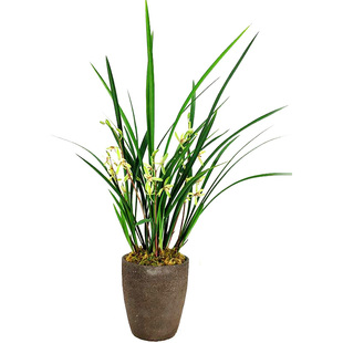 四季兰建兰大青株型高大夏季秋季开花浓香一年开时令草本花卉兰花