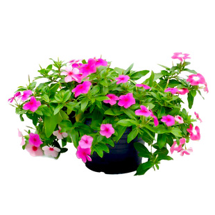 冰岛虞美人种子百日草花种子四季易种地盆栽野花组合多年生虞美人