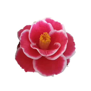 友之浦茶花 太阳茶花 珍贵名贵新品茶花 盆栽茶花一物一拍