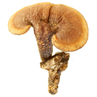 云南深山农家野生赤灵芝自然晒干