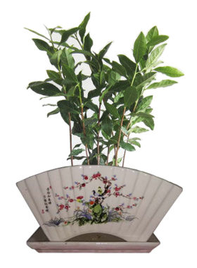 绿植花卉桌面茶叶小盆栽包邮