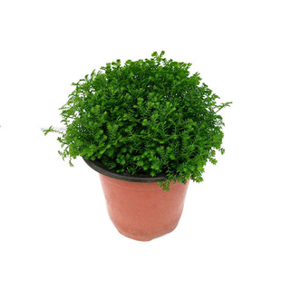 桌面绿地球小盆栽蕨类植物青龙草常绿蕨类绿植趣味