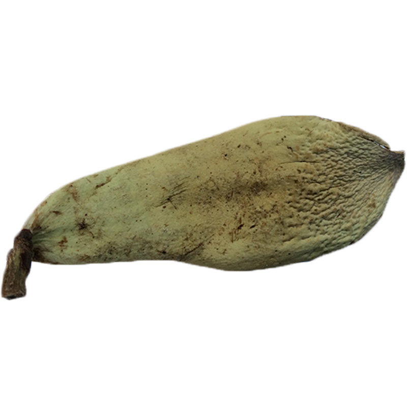 野生王不留行传统催奶中草药材