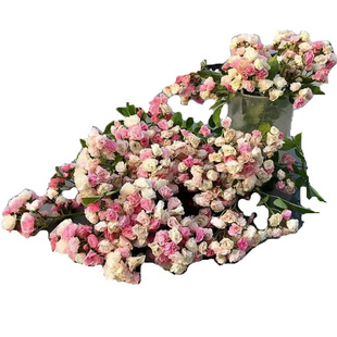 群舞  获金奖丰花藤本地栽大苗无刺耐热寒抗病强裸根月季蔷薇花苗