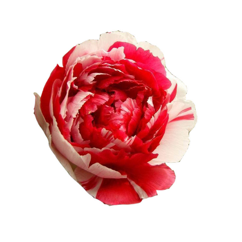 菏泽进口复色秋季牡丹花苗