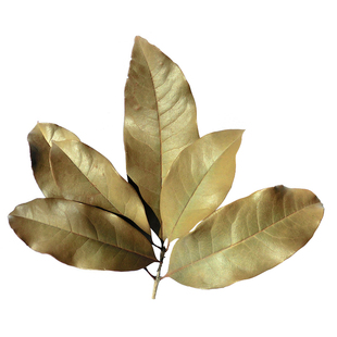 秋季香樟叶冬青叶桂花叶日本珊瑚叶干树叶标本原色diy贺卡押花画