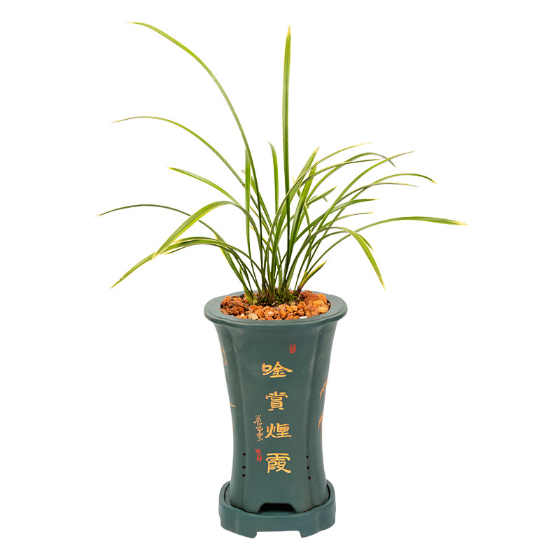 绿植花苗好养盆栽墨兰