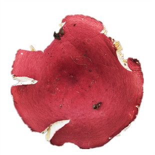 正宗野生红蘑菇干货土特产农家自产特级大红菇月子红椎菌250g包邮