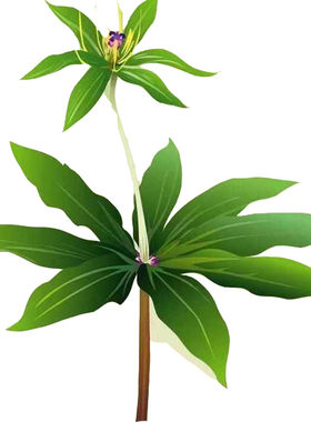 滇重楼种芽七叶一枝花种苗土三七