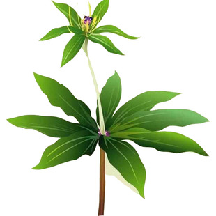 滇重楼种子七叶一枝花树苗莲土三七重台草金线草药材花卉庭院包邮