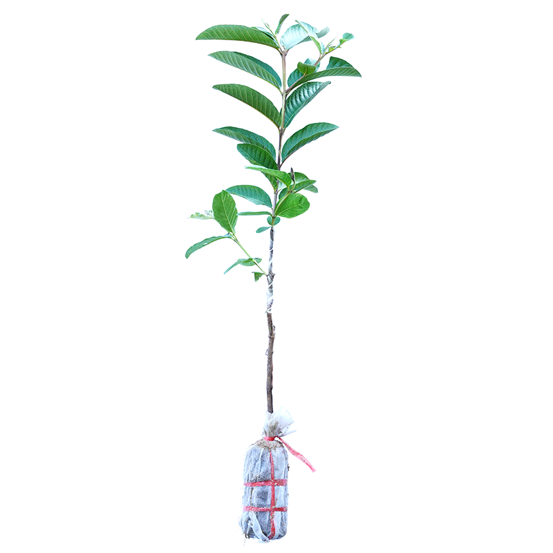 番石榴树苗芭乐嫁接四季台湾珍珠白心红心红宝石芭乐苗树南方种植