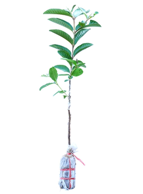 番石榴树苗胭脂红心芭乐南方种植