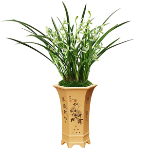 艾莹兰花苗 建兰梅型素心水仙瓣铁骨素梅 夏带花苞出售观花卉绿植