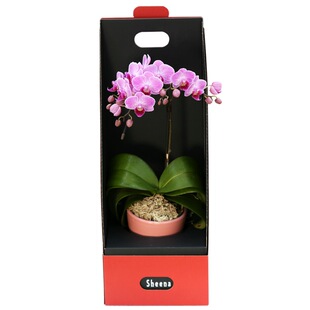 日本椎名花卉Sheena礼品鲜花彩色蝴蝶兰礼盒年宵花办公室客厅盆景