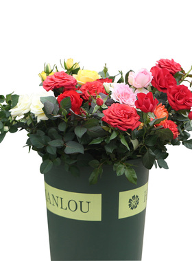 欧月埃洛迪•戈苏安月季花苗藤本庭院阳台盆栽爬藤浓香多季节开花