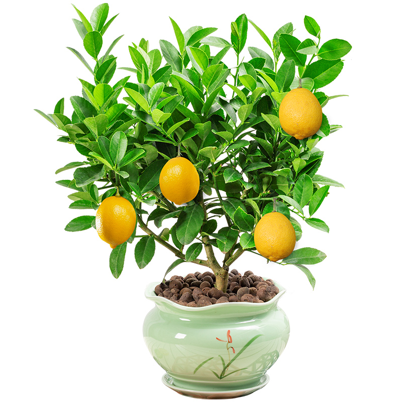 香水檸檬樹盆栽室內(nèi)陽臺庭院常青綠植可食用水果凈化空氣花卉
