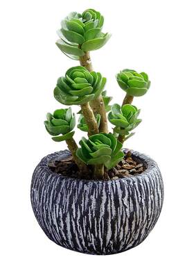 老庄金钱木多肉植物性价比怎么样 麦穗日记