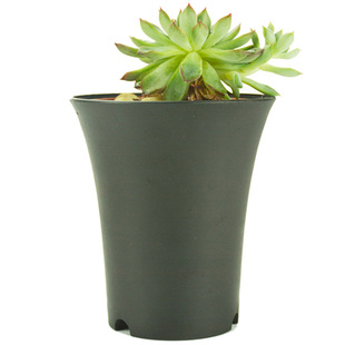 五个装万象景天盆塑料育苗花盆圆方型加厚黑色迷你多肉仙人球植物