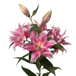 花香门第 荷兰进口重瓣香水百合花种球 带芽发货 大球 颜色对版