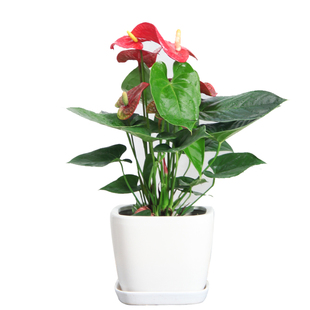 红掌 火鹤花盆栽花卉绿植四季开花室内植物送礼风水植物盆栽新房