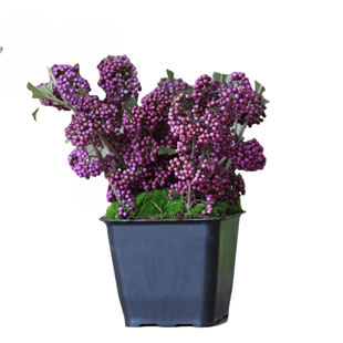 日本紫珠室外庭院阳台绿化植物盆栽大苗进口宿根灌木花镜调色包邮