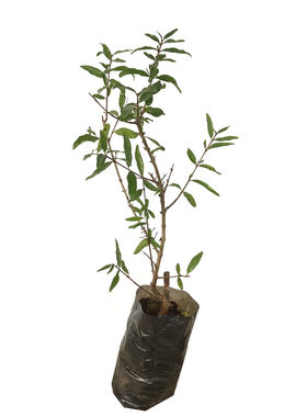 无籽石榴苗突尼斯树苗石榴果种植