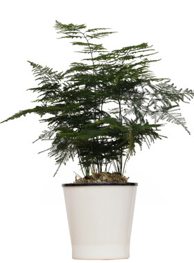 文竹办公室桌面观叶植物盆栽绿植