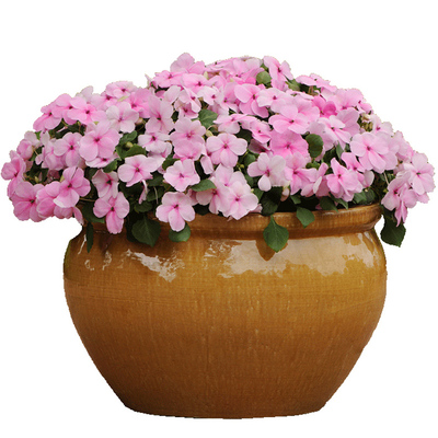 进口非洲室内阳台盆栽花卉种子