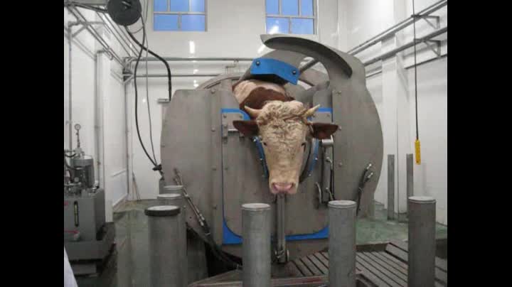 Halal Cow Slaughter Machine Cattle Killing Box - Buy Cow Killing Machine, Kill Box,Halal Cow Slaughter Product on 