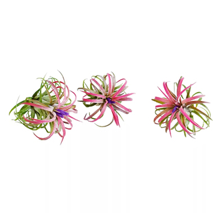 空气凤梨 丘比特卷叶精灵T.ionantha curly leaf空凤无土植物花卉