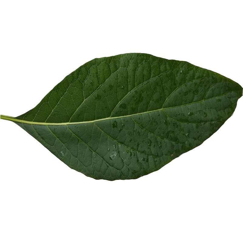 新鲜包邮马来西亚将军种植南非叶