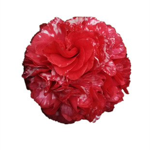 云斑大元帅茶花苗盆栽花卉较耐寒适合北方地区产地直销包邮