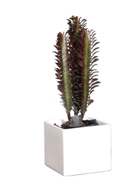 巴西龙骨仙人掌植物盆景包邮多肉