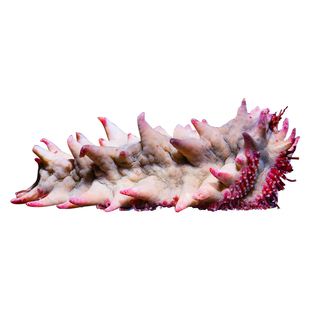 翻砂黑海参黄金海参红海参 滤食海藻净化水质工具活体海水生物